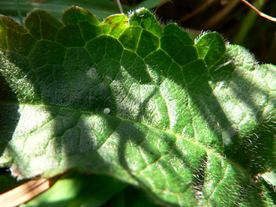 20110810_Ei1