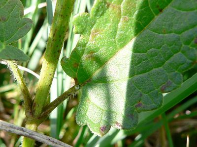 20110810_flocciferus1