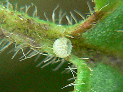 20110810_flocciferus2
