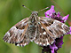flocciferus_ms2