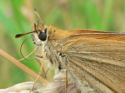 Schw_BraunDickkopf5