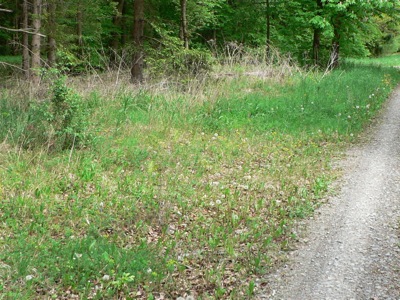 20120511_palaemon