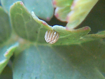 20110925_sertorius4