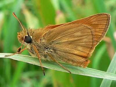 20110527_sylvanus