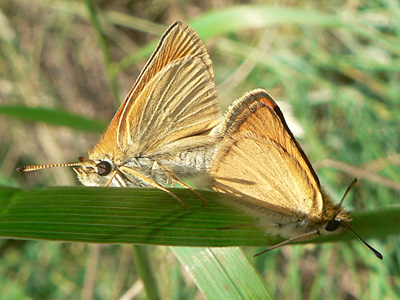 20110707_silvestris1