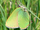 Brombeerzipfel_ms2