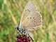 Dkl_Wiesenknopf_Ameis_ms2_