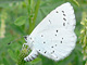 Faulbaumblaeuling_ms2
