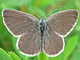 Zwergblaeuling_ms2