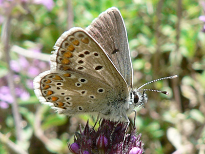 20110704_agestis1