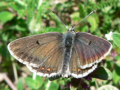 20110704_agestis2