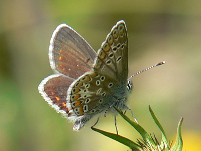 20110706_agestis1