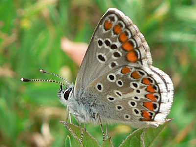 20120608_agestis1