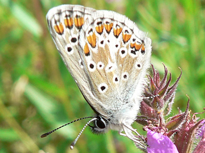 Sonnenroeschen15