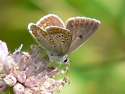 Sonnenroeschen7