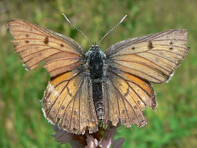 20110626_alciphron1