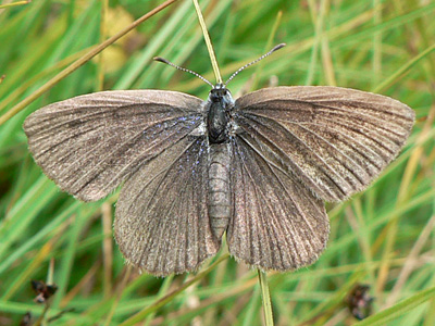 20110731_alcon1
