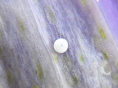 alcon02