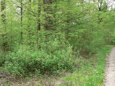 20120429_argiolus