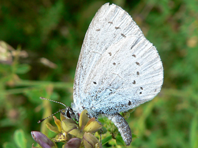 Faulbaumblaeuling10