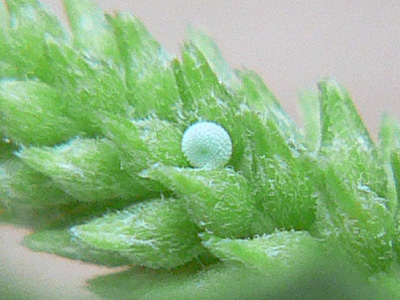 Faulbaumblaeuling13