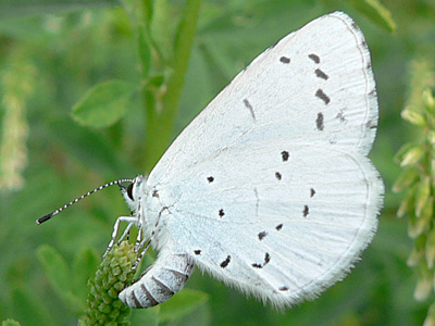 Faulbaumblaeuling5