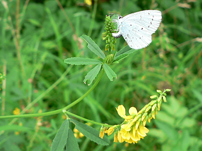 argiolus1