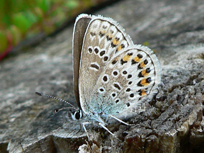 20110804_argus1