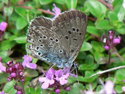 20110701_arion2