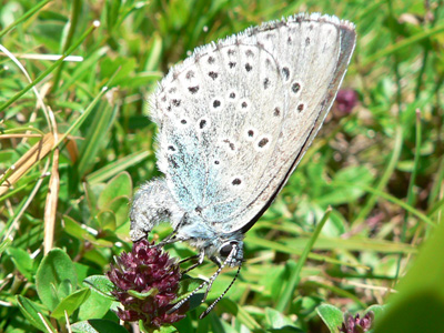 20110704_arion