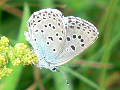 arion04