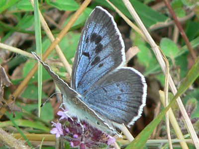 arion10