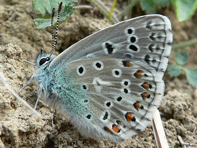 20110428_bellargus1_H