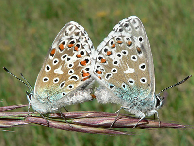 20110508_bellargus