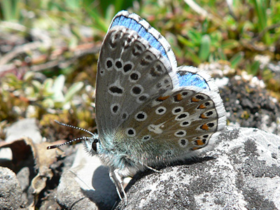 20110702_bellargus2