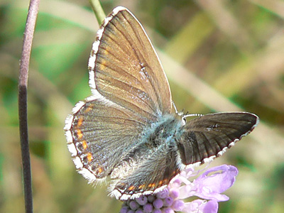 20110903_bellargus2