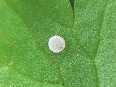 20110904_bellargus2