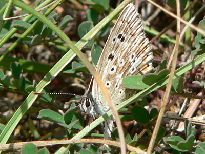 20120825_bellargus2