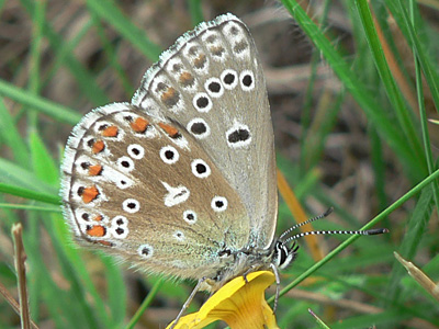 20130618_bellargus