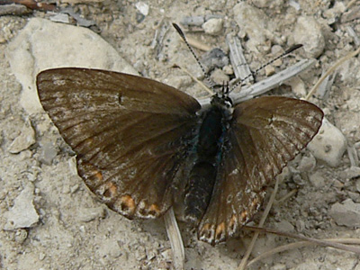 Himmelbl_Blaeuling15