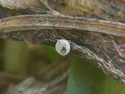 bellargus00