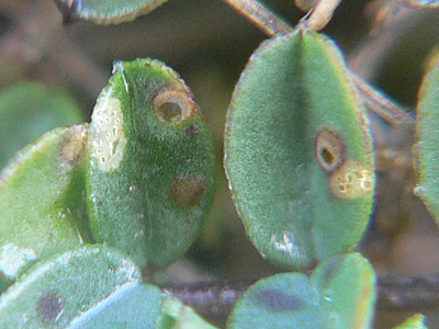 bellargus01