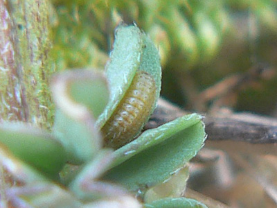 bellargus05