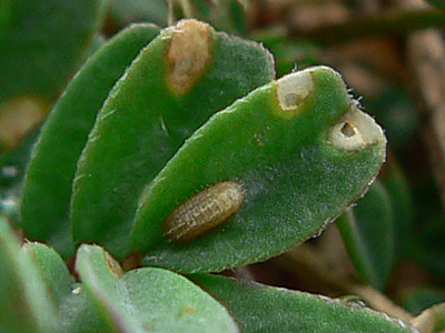 bellargus06