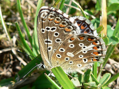 bellargus2_20050828