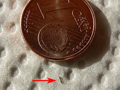 betulae02