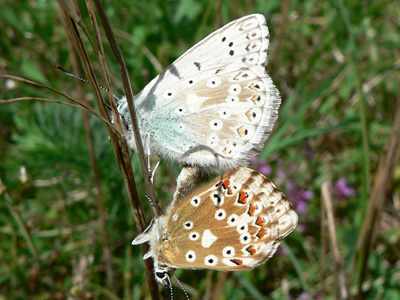 20110723_coridon