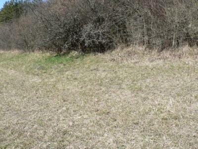 20120401_coridon3