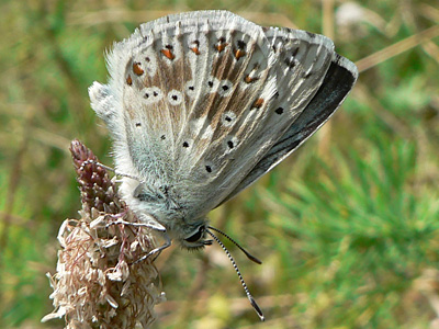 20130714_coridon1