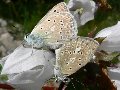 20110702_daphnis2